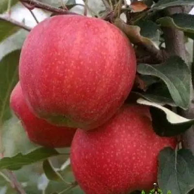 Яблоня ГАЛА ШНИГА в Рогачеве