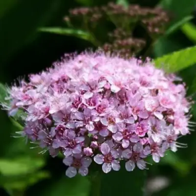 Спирея ПИНК СПАРКЛЕР в Рогачеве