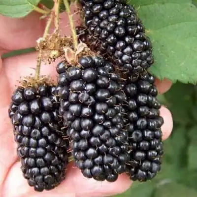 Ежевика ЛОХ НЕСС бесшипная  в Рогачеве