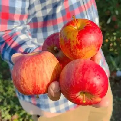Яблоня КРАСАВИТА в Рогачеве