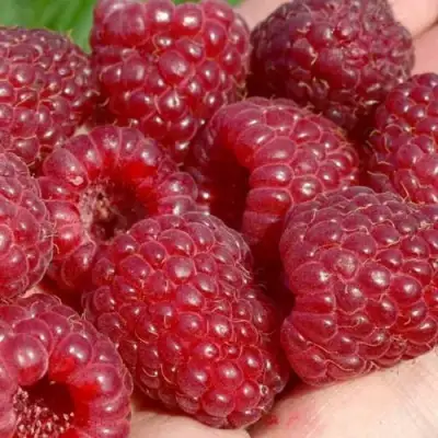 Малина ГИГАНТ РУБИНОВЫЙ в Рогачеве