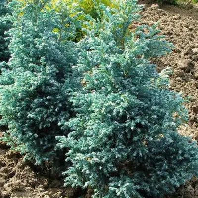 Кипарисовик БУЛЕВАРД горохоплодный в Рогачеве