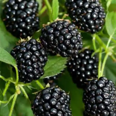 Ежевика КИТАНИНИ бесшипная  в Рогачеве