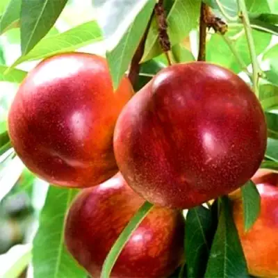 Нектарин СТАРК РЕД ГОЛД в Рогачеве