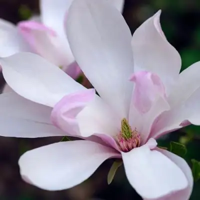 Магнолия ПИНКИ в Рогачеве