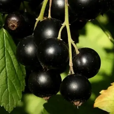 Смородина черная КЛУССОНОВСКАЯ в Рогачеве