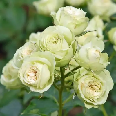 Роза ГРИН ДАЙМОНД миниатюрная в Рогачеве