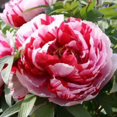 Пион РЕД ВИЗ ПИНК древовидный в Рогачеве