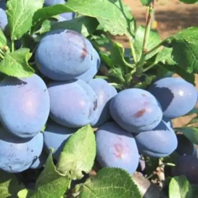 Слива ГИЛЬБЕРТ в Рогачеве