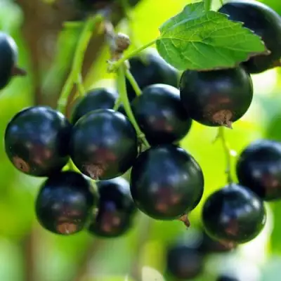 Смородина чёрная ВЕЛОЙ (ЛЕНИНГРАДСКАЯ СЛАДКАЯ) в Рогачеве