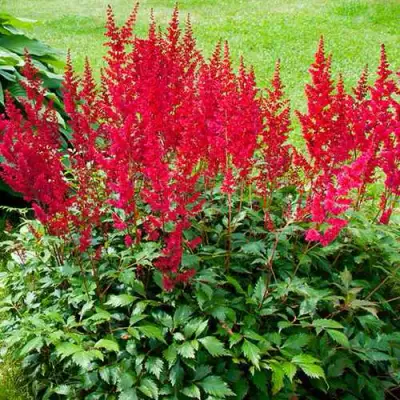 Астильба КОБЛЕНЦ японская в Рогачеве