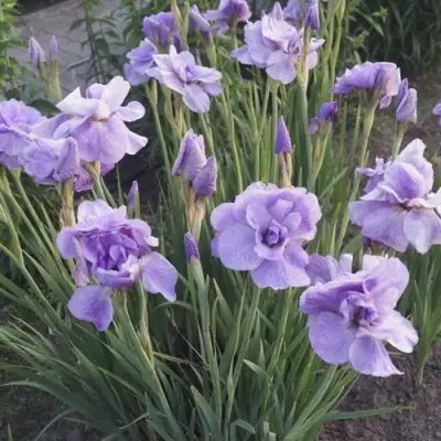 Ирис ИМПЕРИАЛ ОПАЛ сибирский в Рогачеве