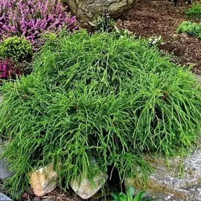 Кипарисовик ФИЛИФЕРА НАНА горохоплодный  в Рогачеве