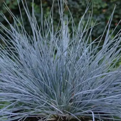 Овсяница АЙСФОГЕЛЬ сизая в Рогачеве