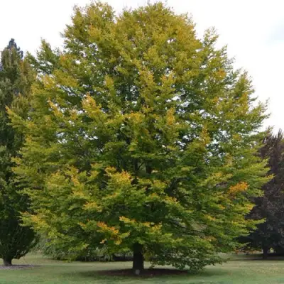 Бук лесной в Рогачеве