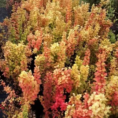 Барбарис САММЕР САНСЕТ тунберга в Рогачеве