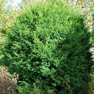 Тис РЕПАНДЕНС ягодный в Рогачеве