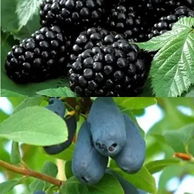 Комплект ЯГОДНЫЙ ДУЭТ в Рогачеве