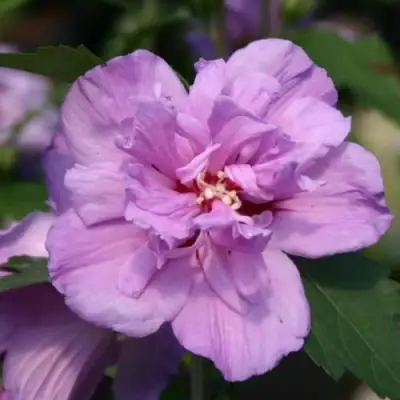 Гибискус АРДЕНС сирийский в Рогачеве