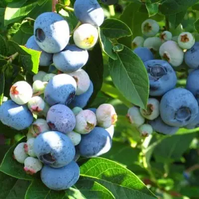 Голубика ДАРРОУ в Рогачеве