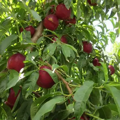 Нектарин ЭКСТРИМ БЬЮТИ в Рогачеве