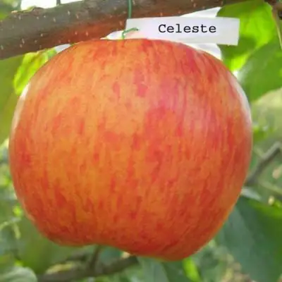 Яблоня ЦЕЛЕСТЕ в Рогачеве