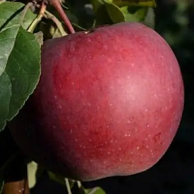 Яблоня БЕЛОРУССКОЕ СЛАДКОЕ в Рогачеве