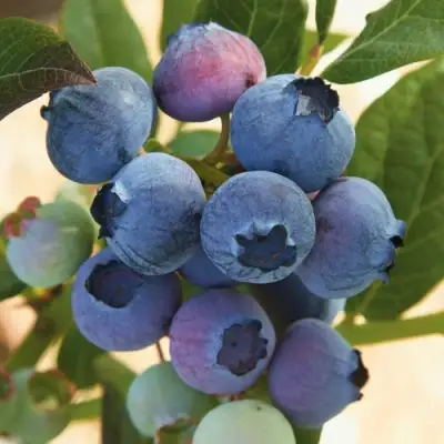 Голубика ОСОРНО в Рогачеве