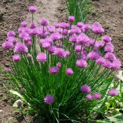 Лук-шнитт в Рогачеве