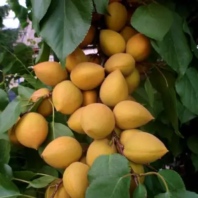 Абрикос МАНИТОБА в Рогачеве