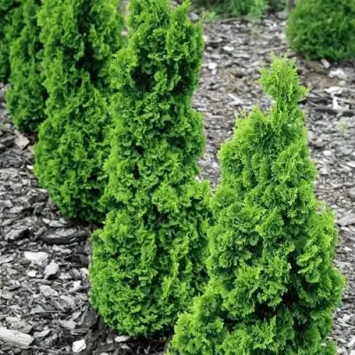 Туя ЗМАТЛИК западная в Рогачеве