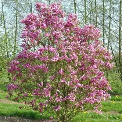 Магнолия СЬЮЗАН в Рогачеве