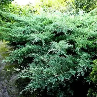 Можжевельник ПФИТЦЕРИАНА ГЛАУКА  средний в Рогачеве