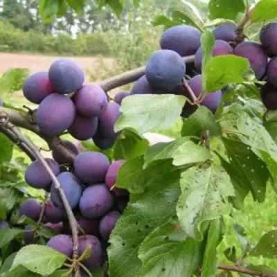 Слива ПЕРДРИГОН в Рогачеве