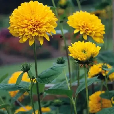 Подсолнечник СОЛЕЙЛ ДЕ ОР в Рогачеве