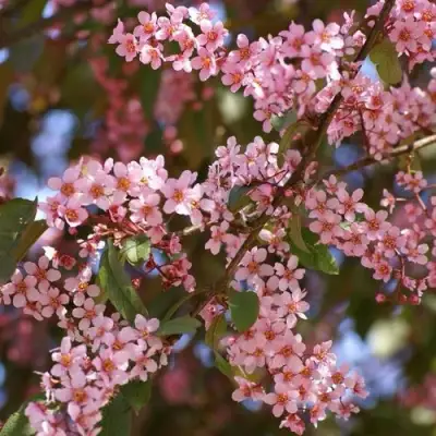 Черемуха КОЛОРАТА в Рогачеве