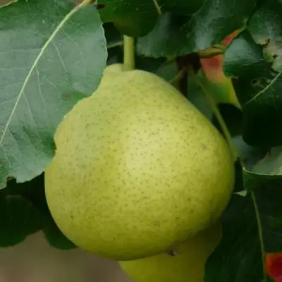 груша Санремо