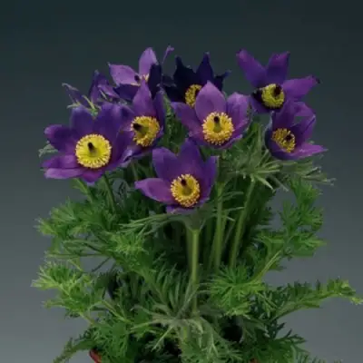 Прострел ПИНВИЛ БЛЮ ШЕЙДЕС в Рогачеве