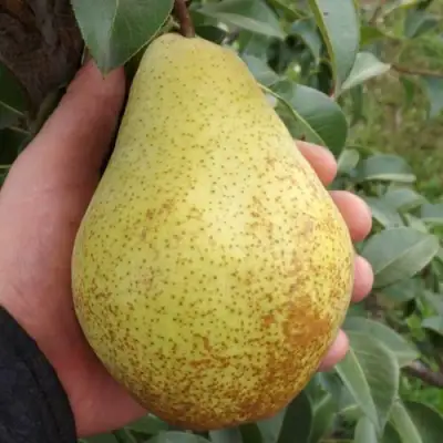 Груша ГЕНЕРАЛ ЛЕКЛЕРК в Рогачеве