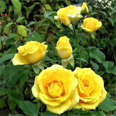 Роза САН СИТИ спрей в Рогачеве