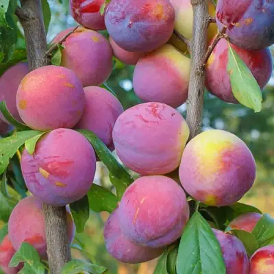 Слива КОЛОННОВИДНАЯ в Рогачеве