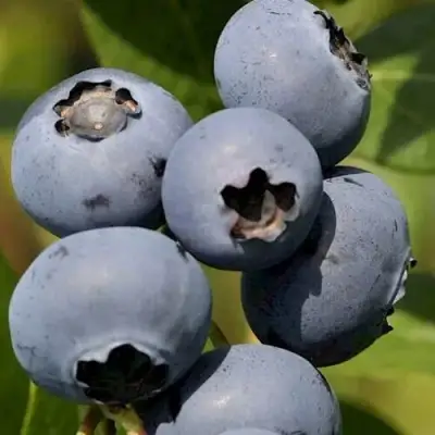 Голубика ЧАНДЛЕР в Рогачеве