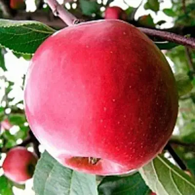 Яблоня КОВАЛЕНКОВСКОЕ в Рогачеве