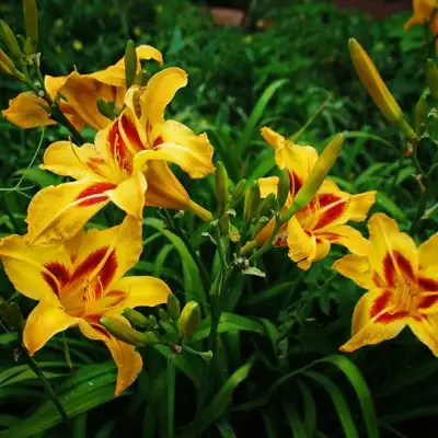 Лилейник БОНАНЗА гибридный в Рогачеве