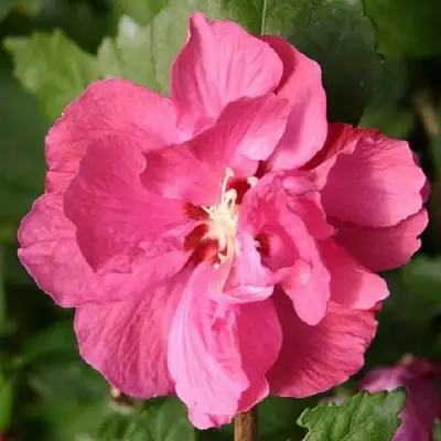 Гибискус ДЮК ДЕ БРАБАНТ сирийский  в Рогачеве