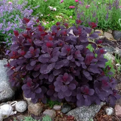 Скумпия РОЯЛ ПЕРПЛ кожевенная в Рогачеве