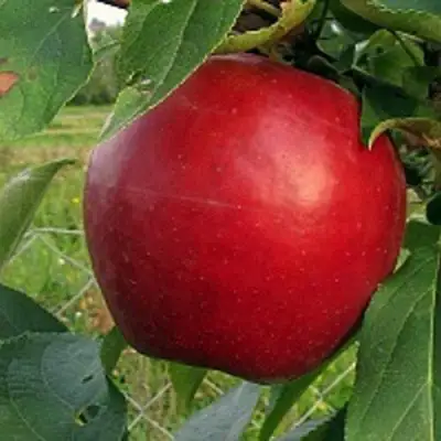 Яблоня РЕДФРИ в Рогачеве