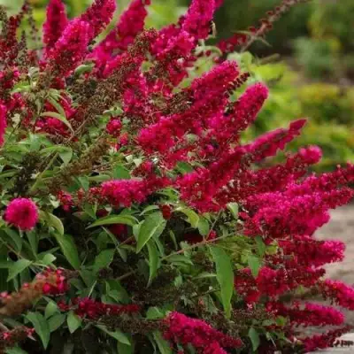 Буддлея давида РОЯЛ РЕД в Рогачеве