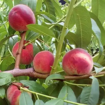 Персик КИЕВСКИЙ РАННИЙ в Рогачеве