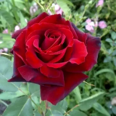 Роза ТАБУ чайно-гибридная в Рогачеве